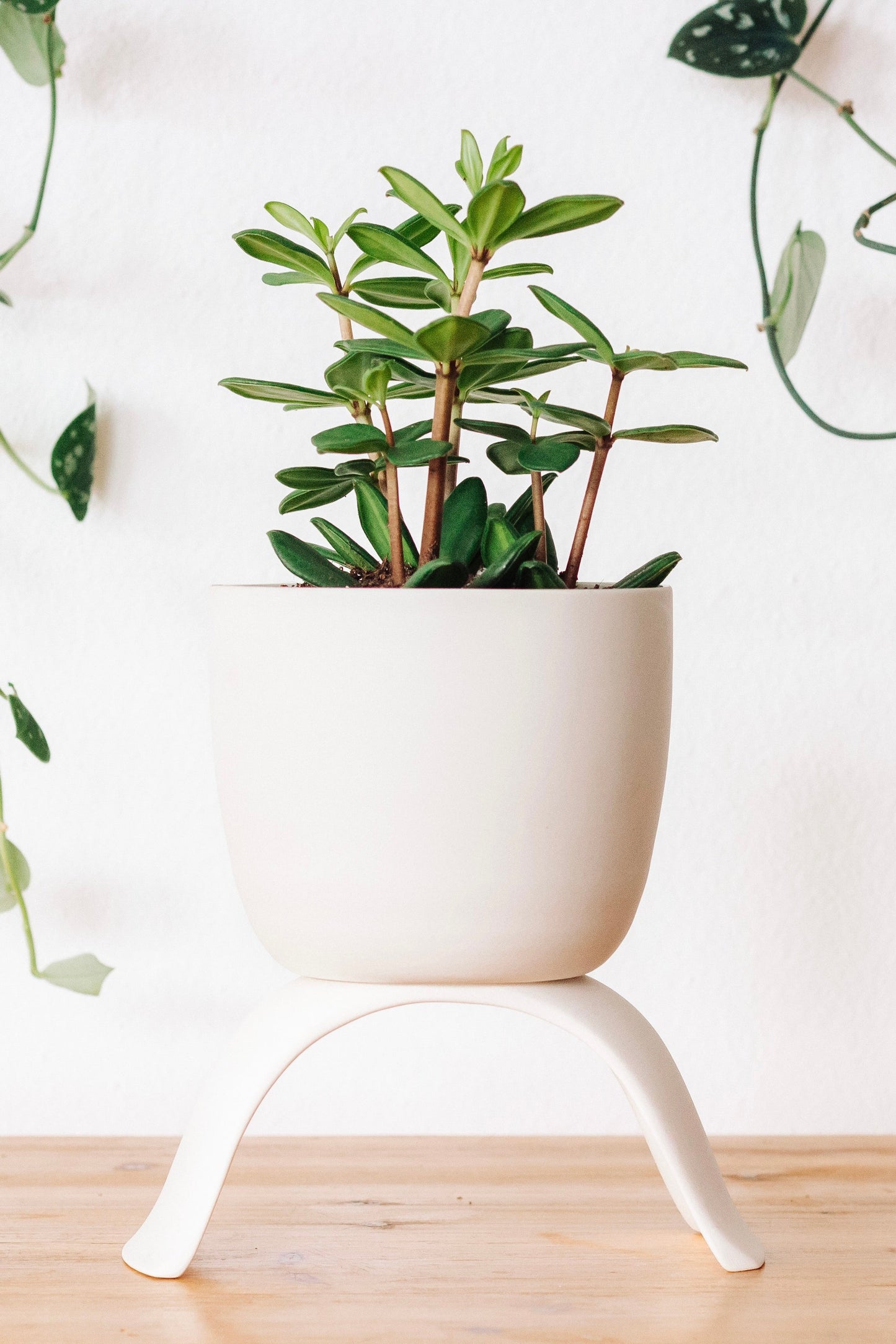 C+R High Rise Planter, Classic - Carter + Rose