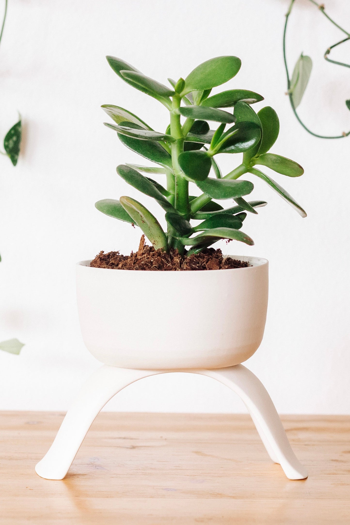 C+R High Rise Planter, Shallow - Carter + Rose